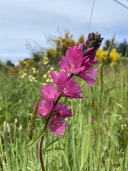 Sidalcea oregana eximia