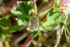 Bombylius cinerascens