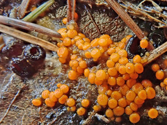 Pseudombrophila guldeniae