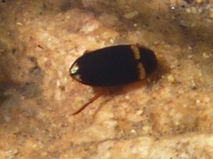 Copelatus irregularis