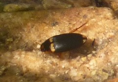 Copelatus irregularis