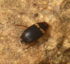 Copelatus irregularis