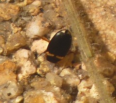 Copelatus irregularis
