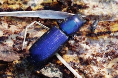 Temnoscheila caerulea