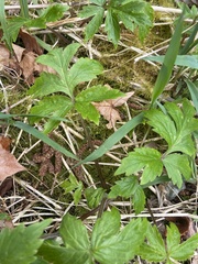 Hydrophyllum tenuipes