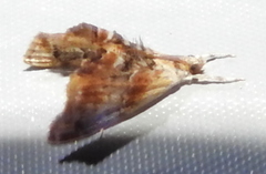 Dicymolomia