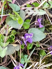 Viola