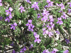 Jamesbrittenia pinnatifida