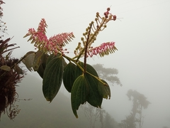 Cavendishia grandifolia