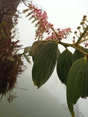 Cavendishia grandifolia