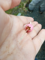 Cavendishia grandifolia
