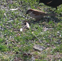 Passer domesticus