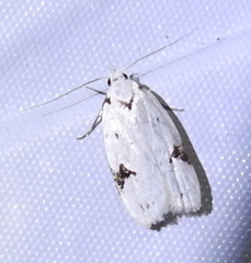 Image of Inga sparsiciliella