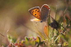 Lycaena phlaeas