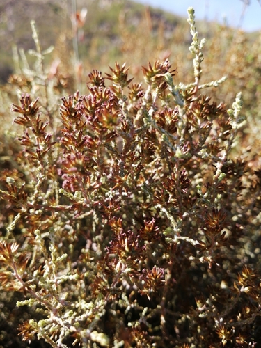 Image of Myrovernix intricata by (c) Danie Palm, some rights reserved (CC BY)