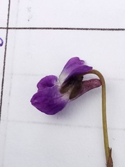 Viola