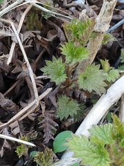 Urtica dioica