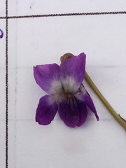 Viola
