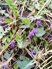 Viola