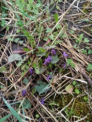Viola