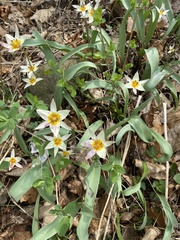 Tulipa turkestanica
