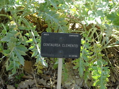 Centaurea clementei
