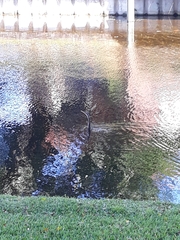 Anhinga anhinga