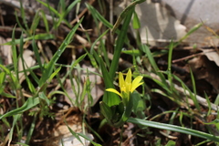 Gagea chlorantha