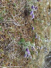 Pulsatilla vulgaris