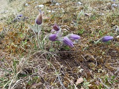 Pulsatilla vulgaris