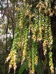 Sphyrospermum sodiroi