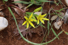 Gagea chlorantha