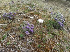 Pulsatilla vulgaris