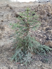 Picea abies
