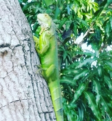 Iguana