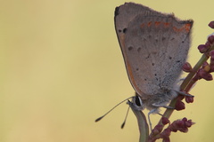 Lycaena phlaeas