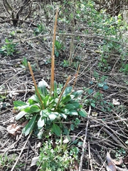 Primula meadia