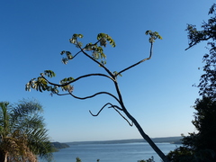 Cecropia adenopus