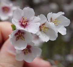 Prunus incisa