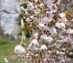 Prunus incisa