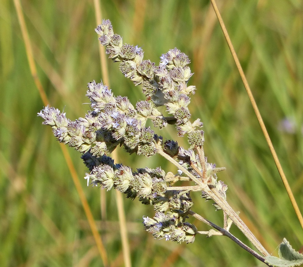 Cantinoa althaeifolia