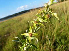 Ludwigia sericea