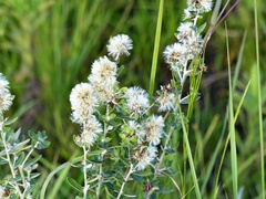 Vernonanthura chamaedrys