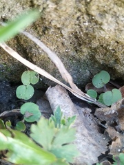 Magnoliopsida