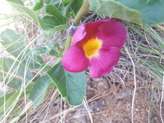 Harpagophytum zeyheri