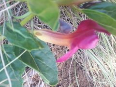 Harpagophytum zeyheri