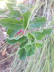 Harpagophytum zeyheri
