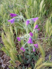 Echium plantagineum