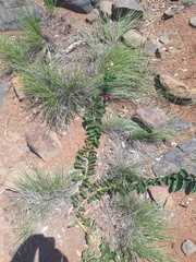 Harpagophytum zeyheri