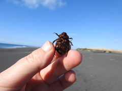 Pericoptus